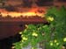 images0015